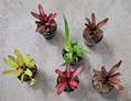 4" Bromeliad Neoregelia Assortment